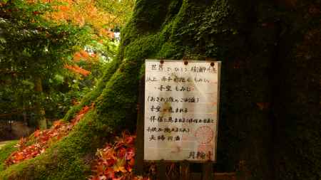 京都愛宕「月輪寺」秋の風景①