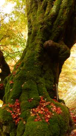 京都愛宕「月輪寺」秋の風景②子宝もみじ