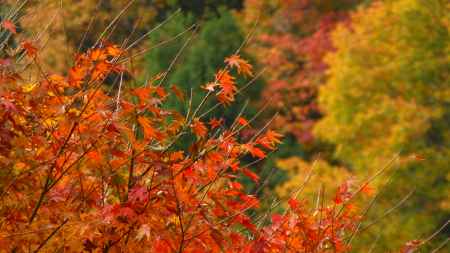 京都愛宕「月輪寺」秋の風景④山もみじ