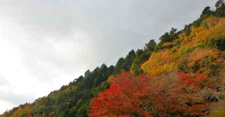 京都愛宕「月輪寺」秋の風景⑤山紅葉