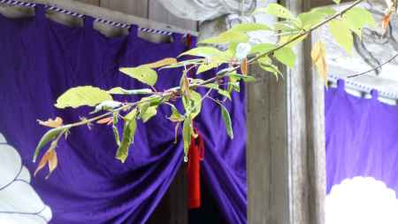 平安仏教伝承の聖地 愛宕山麓 月輪寺 時雨桜