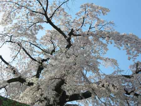 岡崎の桜