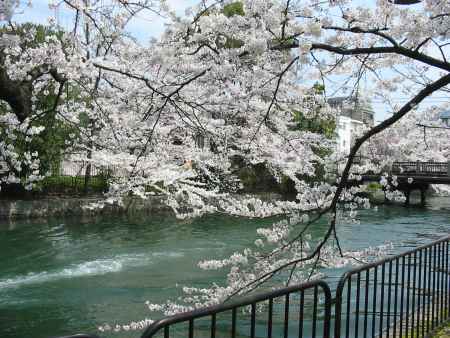 疏水の流れと桜