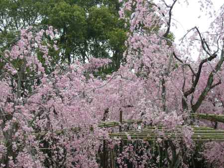 平安神宮の桜