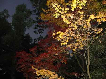 下鴨神社の紅葉