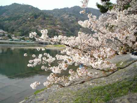 桜と嵐山