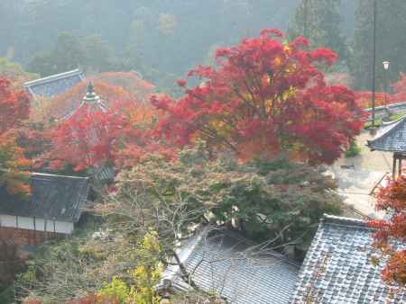紅葉の善峯寺