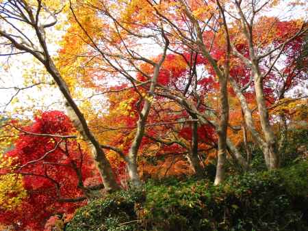 善峯寺の紅葉
