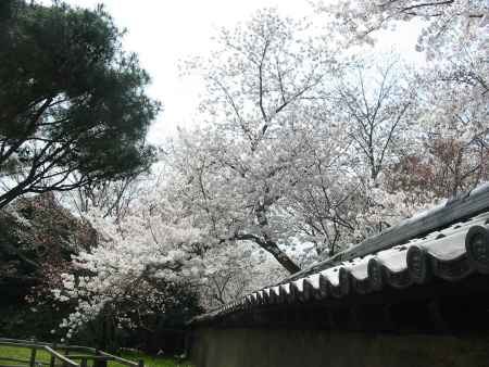 塀をのりこえる桜