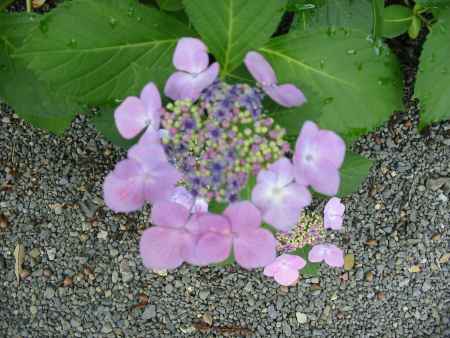 散りゆくがくあじさい