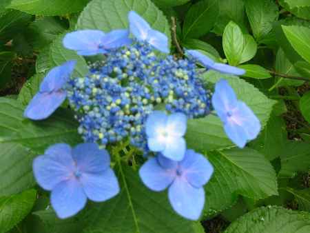 青のがくあじさい