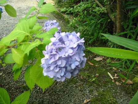 紫陽花