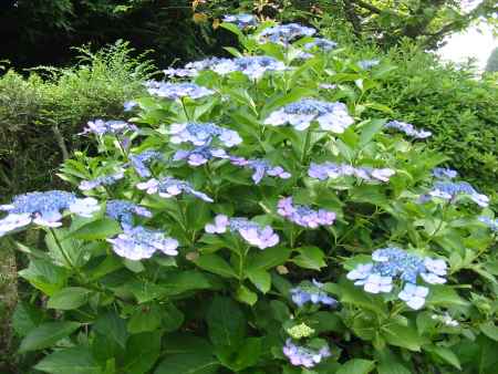 ガクアジサイの花