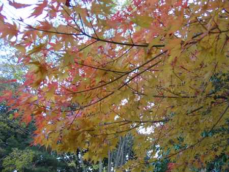 色まじりの紅葉