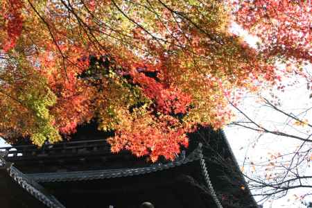 仁和寺の二王門と紅葉