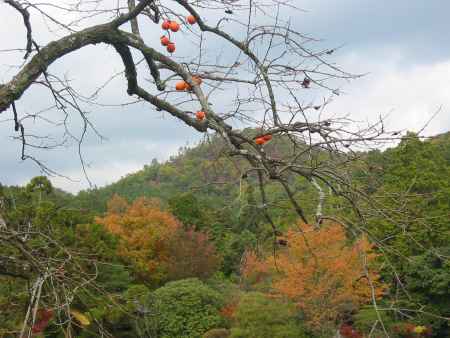 柿と紅葉