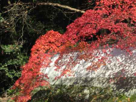哲学の道の紅葉