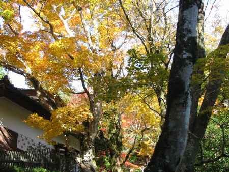 寂光院黄色の紅葉