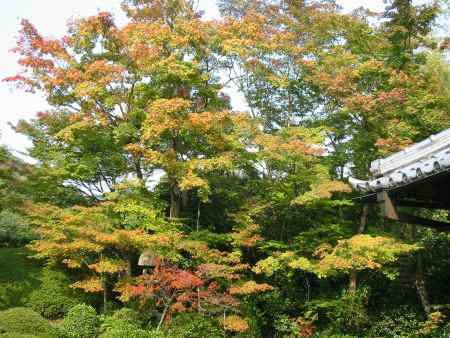 光悦寺 高低の紅葉