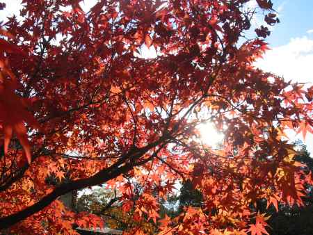 秋晴れの下 真っ赤な紅葉