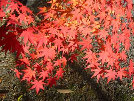 仁和寺庭園の紅葉