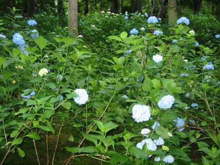 三千院 あじさい祭り