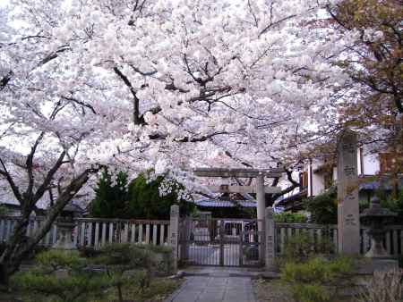 叱枳尼天社の桜