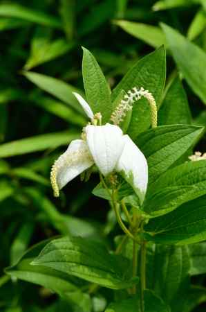 苔の庭、夏化粧