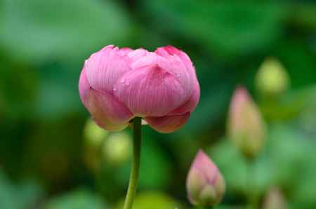 花の古刹、蓮の恵み