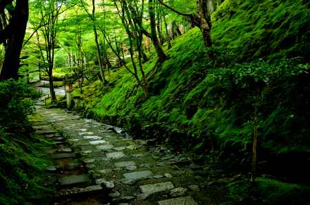 嵯峨野、深まる緑