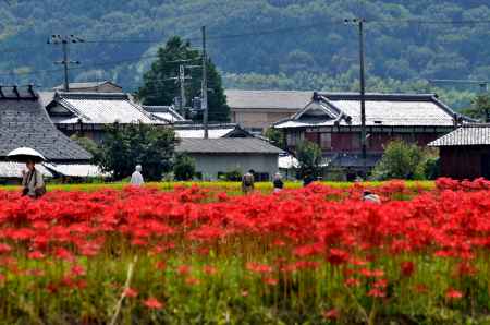 丹波、朱に染まる