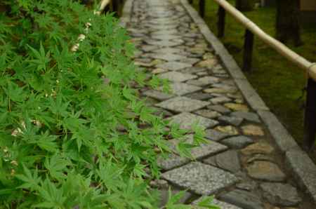 鷹峯の青もみじ