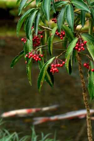 新春への縁起の実