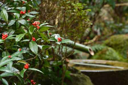 禅寺の赤い粒
