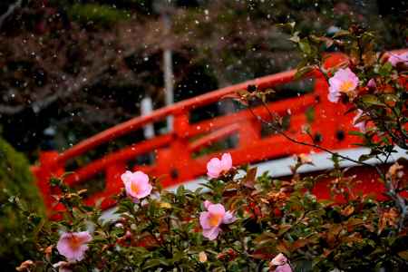 白雪と御池の花