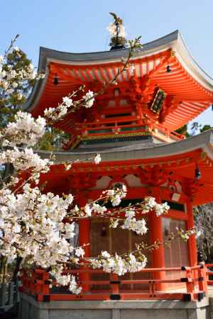 洛西、彼岸の花