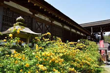 松尾山、八重の春色