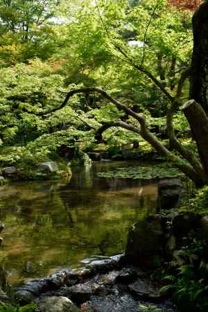 青葉、水豊かに