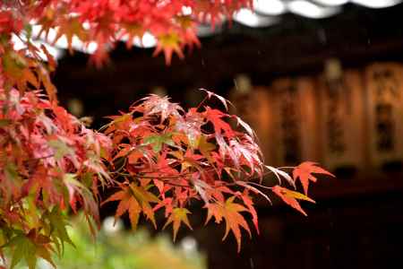 秋雨に染まる