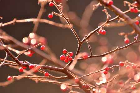 初春の陽に朱く