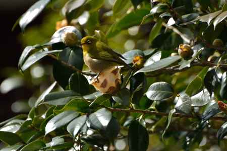 白花のさえずり