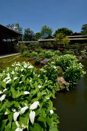 祇園の寺の白化粧