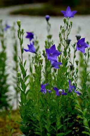 清楚、歌詠みの庭