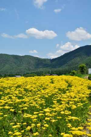 里山、盛夏の彩