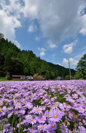 盛夏の供え花