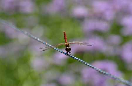 久多の夏印（なつじるし）