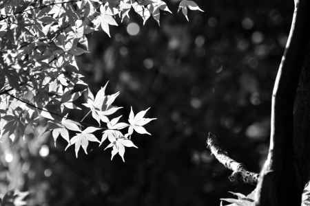 嵯峨、青葉の光