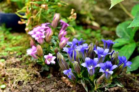 竜坦（リンドウ）の彩