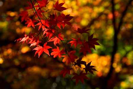 嵯峨、秋の煌めき