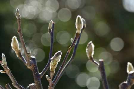 陽春の息吹